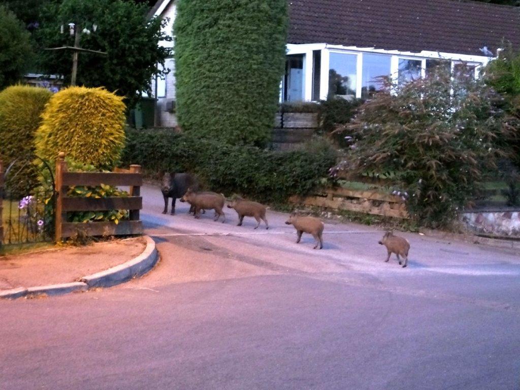 Bin Raiders at Dawn